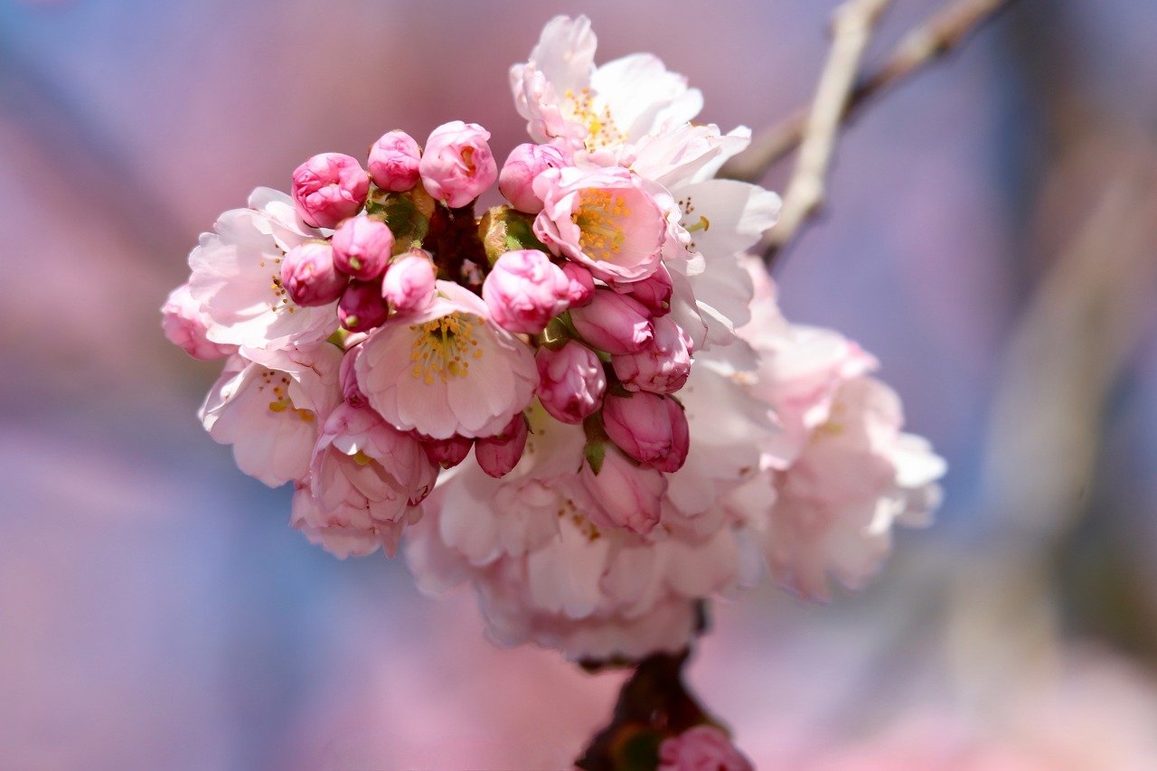 Exploring Japan's Cherry Blossom Festivals